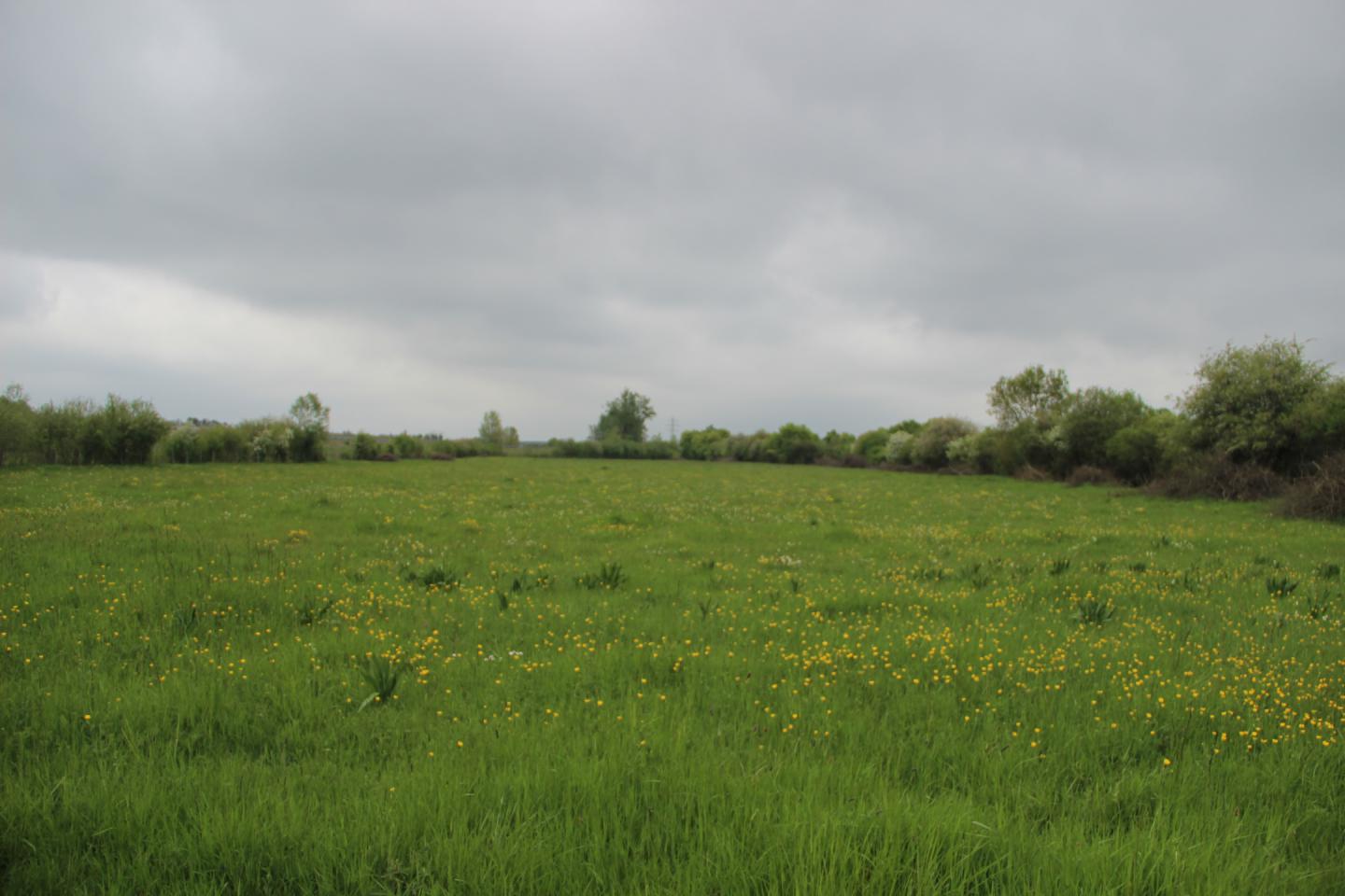 Prairies de Bel Air et des Essarts | Conservatoire d'espaces naturels